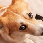 Köpeğiniz televizyonda ne izlemeyi seviyor? Bilim açıklıyor
