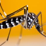 Nedir bu Chikungunya virüsü? Çin’de vaka sayısı 7 bin 700’ü aştı