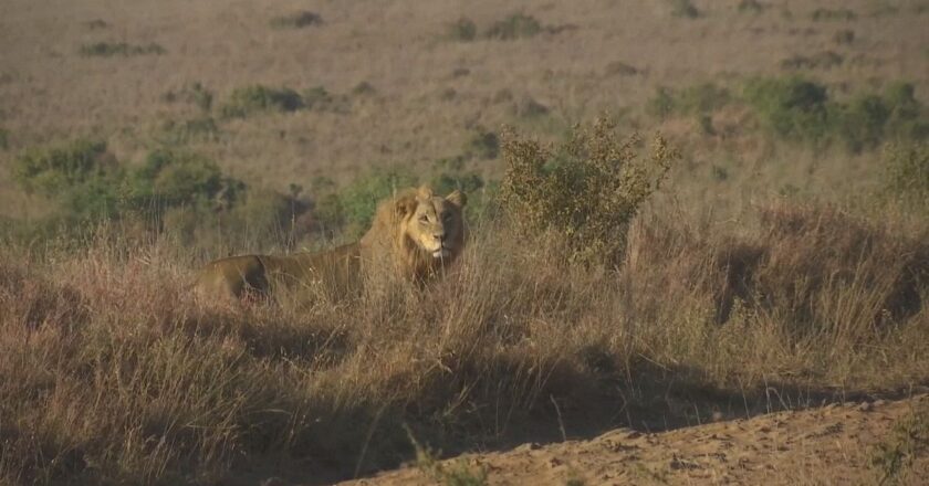 Nairobi’de aslanlara kolye zorunluluğu | Euronews