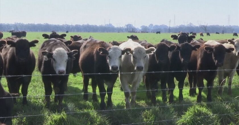Metan gazı salınımı dünyayı negatif yönde etkiliyor