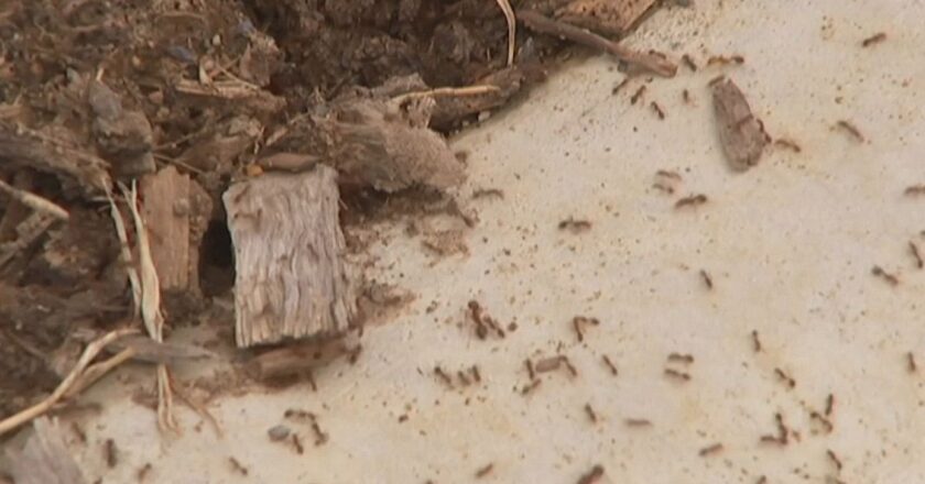 Kırmızı ateş karıncaları Avustralya’yı istila etti